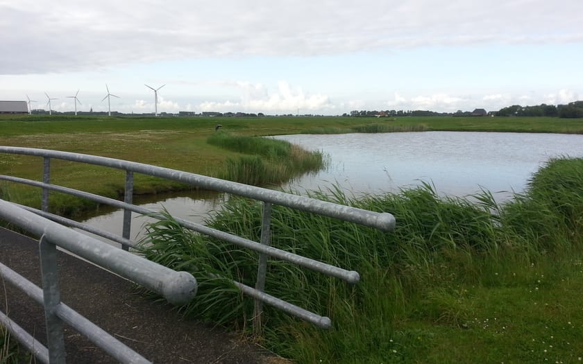 Foto De Swanneblom
